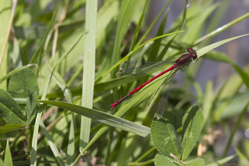 Red Damselfly