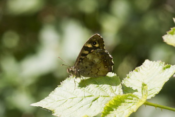 speckled wood butterfly