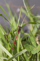 Red Damselfly