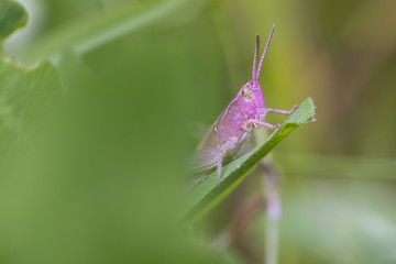 Pink Grasshopper