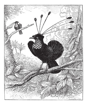 Paradisier sifilet or Western Parotia, vintage engraving.