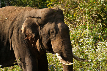 Indischer oder asiatischer Elefant, indian elephant