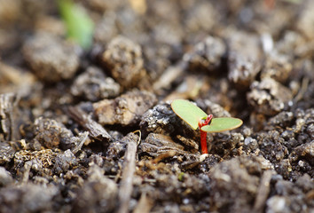 Plant births