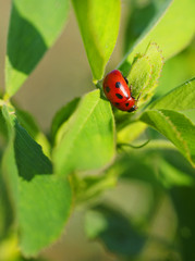 Ladybird