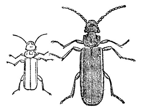 Cucujo beetle, vintage engraving.