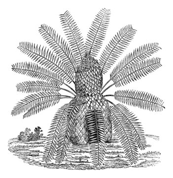 Zamia spiralis, vintage engraving.