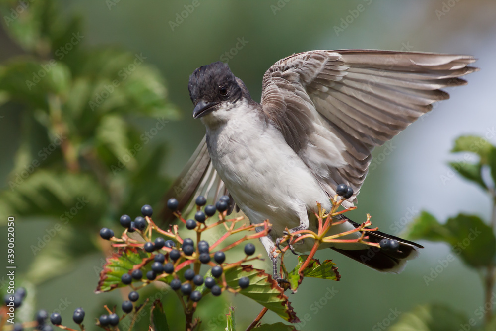 Wall mural Eastern Kingbird