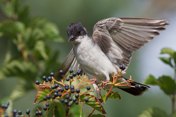 Eastern Kingbird
