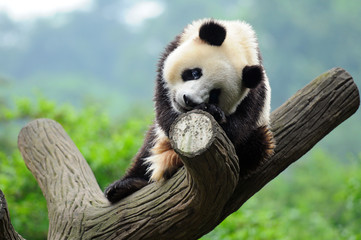 Giant panda bear in tree © wusuowei