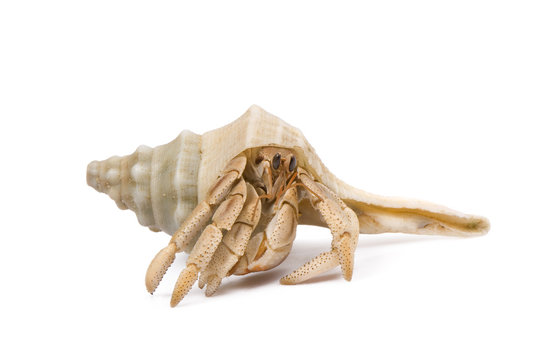 Hermit Crab crawling on a white background.