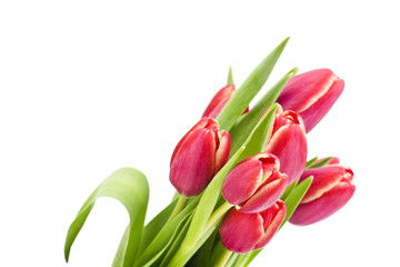 bouquet of fresh tulips