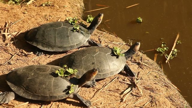 Schildkr&ouml;ten, Amazonas, Peru