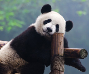 Giant panda bear looking at camera