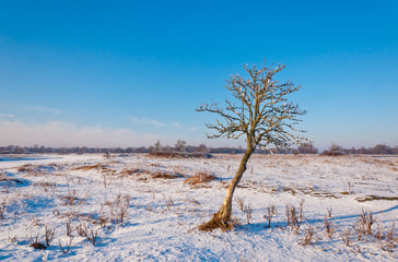 A crooked solitary tree in a snowy field
