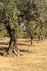 Olive trees