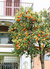 Fototapeta na wymiar Pomarańczowe drzewa na ulicy.