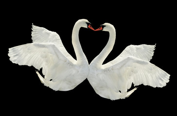 Kiss of two swans.