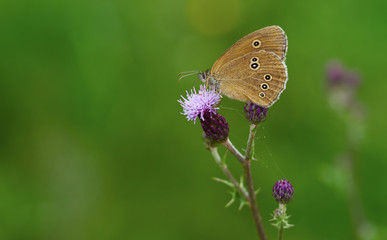 Ringlet (Aphantopus hyperantus)