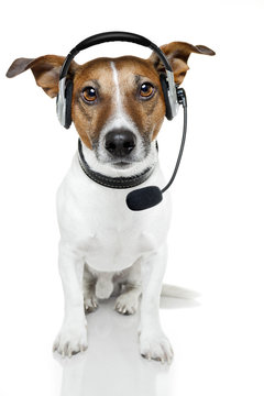 dog with headset
