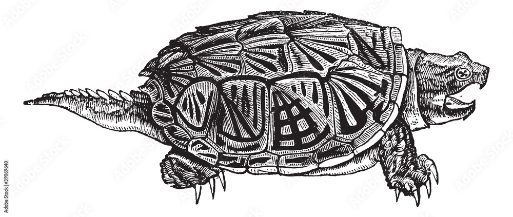 Sticker snapping turtle (chelydra serpentina), vintage engraving.