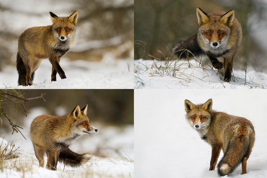 รูปภาพRedfox – เลือกดูภาพถ่ายสต็อก เวกเตอร์ และวิดีโอ899 | Adobe Stock