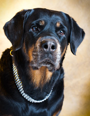 portrait of a purebred  rottweiler in studio.