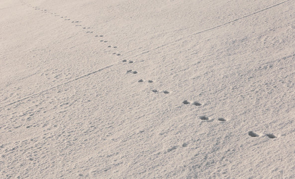 Mysterious footprints in untouched snow