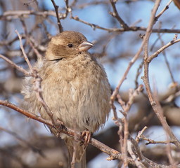 Obraz premium House Sparrow, Passer domesticus