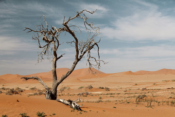 Dead acacia tree in desert