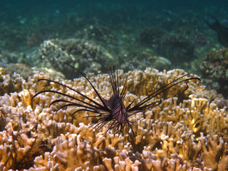 feuerfisch schaut in die kamera