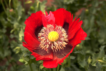 Red ragged poppy with pollen
