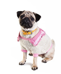 Baby mops dressed in sweater