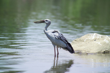 Asian Open Bill Stork