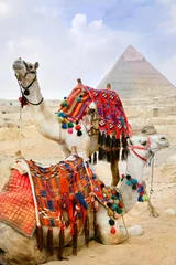 Foto auf Acrylglas Kamel Beduinenkamel ruht in der Nähe der Pyramiden, Kairo, Ägypten