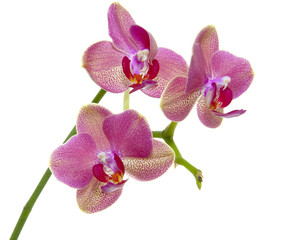 Obraz premium Orchid flower