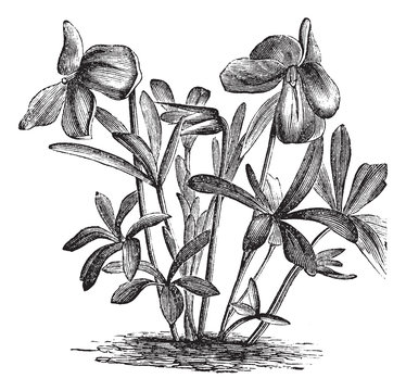 Birdsfoot Violet Or Viola Pedata, Vintage Engraving