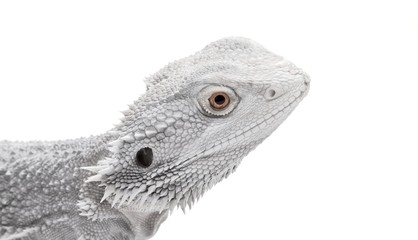 close up of bearded dragon