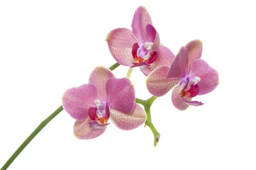 Crédence en verre imprimé Orchidée fleur orchidée