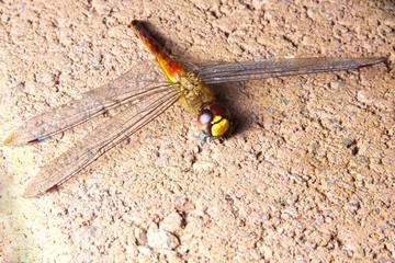 Dragonfly on ground dead
