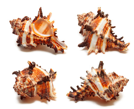 Sea shell on the white