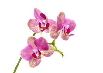 Fototapeta na wymiar Orchid kwiat