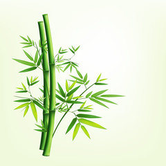 Obraz premium Bamboo green fresh, vector illustration