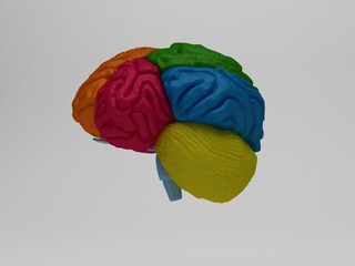 cervello 3d