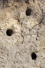 Nest....