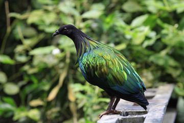 Green pigeon