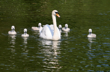Swan and Cygnets