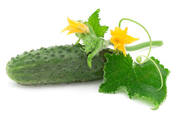 cucumber with the leaves on white