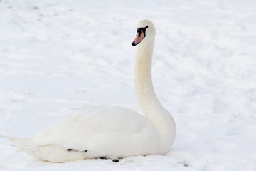 white swan in snow
