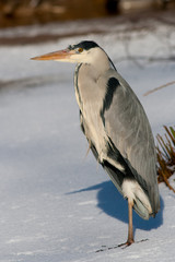 Heron in the snow