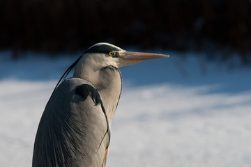 Heron in the winter